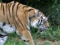 ZOO-Viden 24 srpen 2014 076.JPG